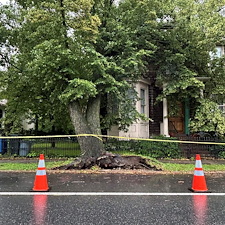 Storm-Damaged-Tree-Removal-in-Centreville-MD 2